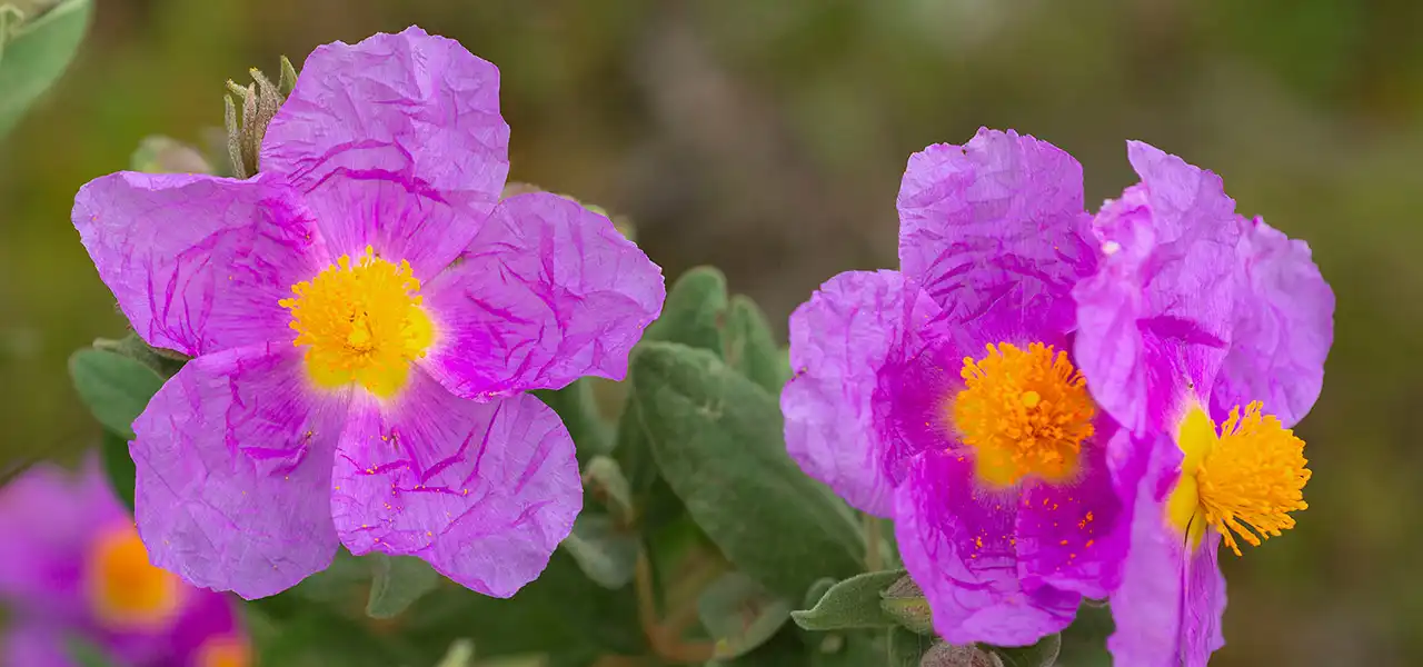 Cistus und ihre Wirkung – eine Wunderpflanze mit Auszeichnung